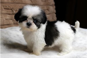Isla - puppy for sale