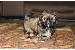 Luther - puppy for sale