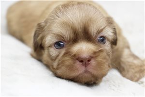 Cassie - Shih Tzu for sale