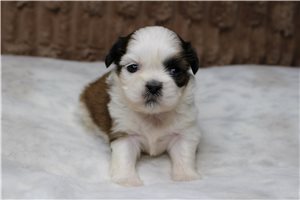 Kenzie - puppy for sale