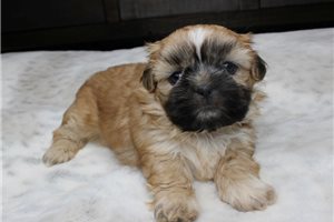 Honey - Shih Tzu for sale