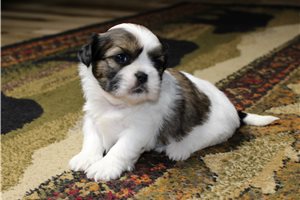 Leni - puppy for sale