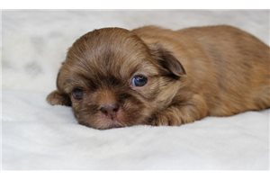 Isabella - puppy for sale