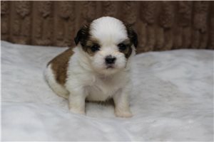Krystal - puppy for sale