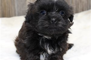 Zany - puppy for sale