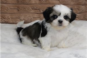 Ives - Shih Tzu for sale