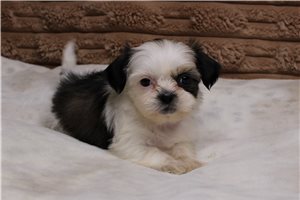 Isabelle - Shih Tzu for sale
