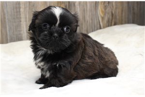 Zandra - Shih Tzu for sale