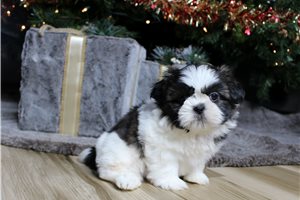 Danny - Shih Tzu for sale