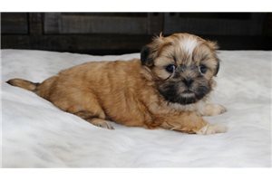 Harper - Shih Tzu for sale
