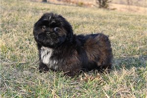 Herman - Shih Tzu for sale