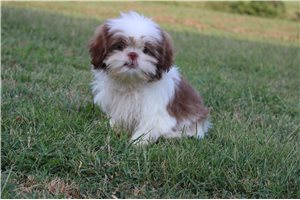 Dylan - Shih Tzu for sale