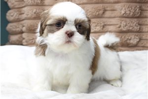 Carrie - Shih Tzu for sale