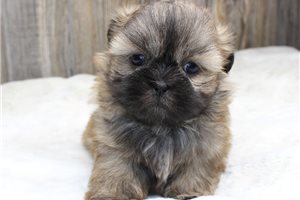 Zack - Shih Tzu for sale