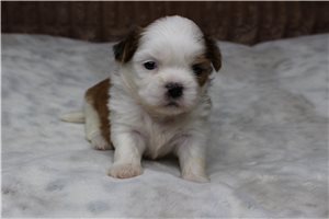 Kurt - Shih Tzu for sale