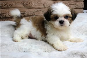 Krystal - Shih Tzu for sale
