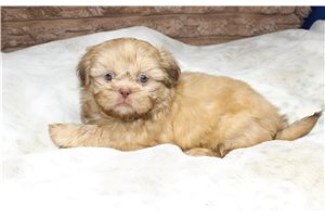 Cassie - Shih Tzu for sale