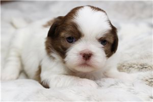 Cashmere - Shih Tzu for sale