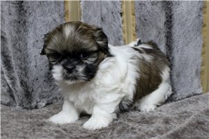 Elena - Shih Tzu for sale