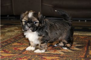 Lupin - Shih Tzu for sale