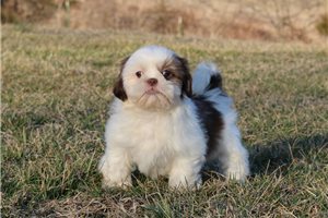 Iago - Shih Tzu for sale