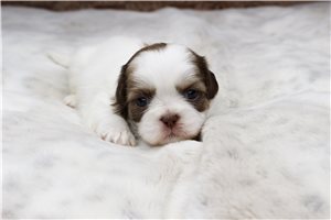 Carrie - Shih Tzu for sale