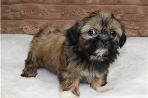 Izzy - puppy for sale
