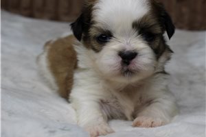 Koen - Shih Tzu for sale
