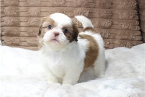 Cashmere - Shih Tzu for sale
