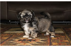 Lyle - puppy for sale