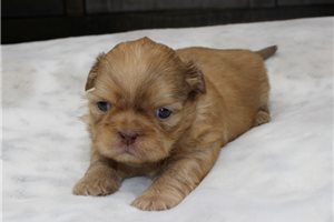 Ivan - puppy for sale