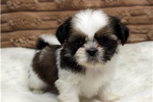 Isadora - puppy for sale
