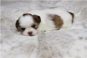 Caroline - Shih Tzu for sale