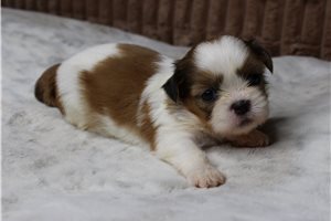 Kelvin - puppy for sale