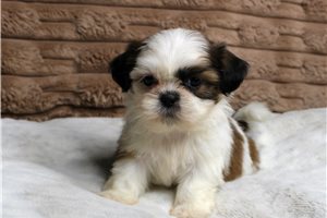 Kenzie - Shih Tzu for sale