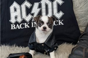 Bono - puppy for sale