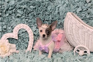 Lovey - Chihuahua for sale
