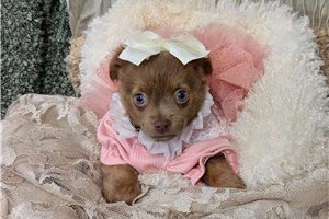 Florence - puppy for sale