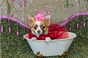 Harmony - Chihuahua for sale
