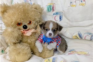Teddy - puppy for sale