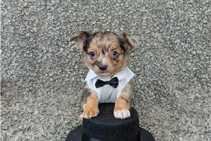 Griffin - Chihuahua for sale