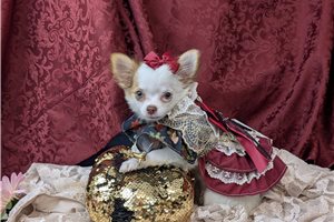 Tessa - Chihuahua for sale