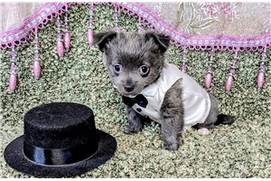 Niles - puppy for sale