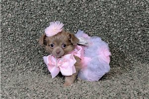 Fiona - Chihuahua for sale