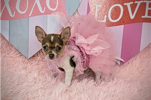 Angelina - Chihuahua for sale