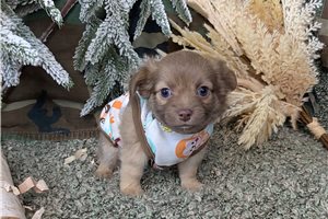 Justin - Chihuahua for sale