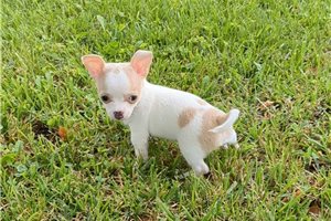 Walowitz - Chihuahua for sale