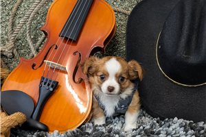 Roberto - Chihuahua for sale