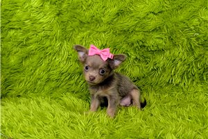 Montana - Chihuahua for sale