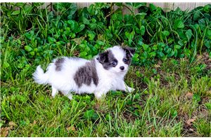 Iggy - Chihuahua for sale